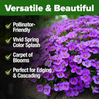 HOME GROWN Aubrieta Rock Cress Purple, Flowering Ground Cover Seed Pack - Image 6