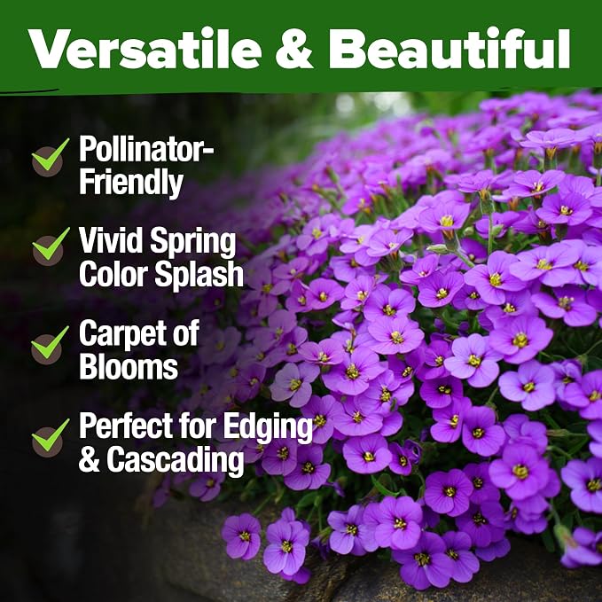 HOME GROWN Aubrieta Rock Cress Purple, Flowering Ground Cover Seed Pack - Image 6