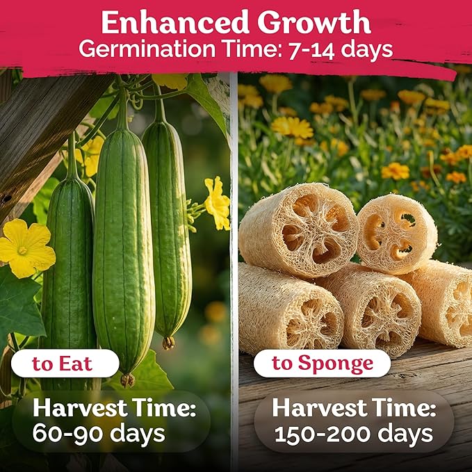KVITER 40 Luffa Seeds – Loofa, Loofah Sponge Gourd Heirloom Seeds, Ideal Non - Image 4