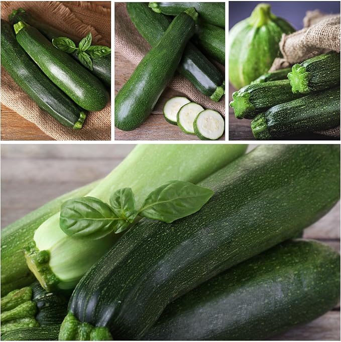 Seed Needs Zucchini Seeds for Planting Black Beauty Summer Squash - Image 5