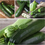 Seed Needs Zucchini Seeds for Planting Black Beauty Summer Squash - Image 5