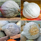 Seed Needs Blue Hubbard Winter Squash Seeds - Image 3