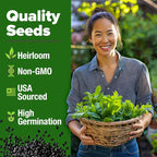 HOME GROWN Premium Common Mint Seeds 3, 600 Heirloom Herb Seeds, USA Sourced | - Image 3