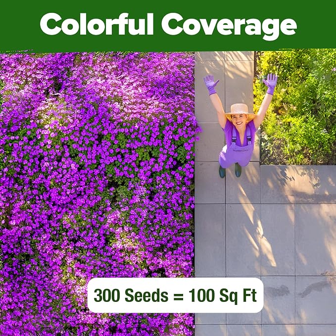 HOME GROWN Aubrieta Rock Cress Purple, Flowering Ground Cover Seed Pack - Image 4
