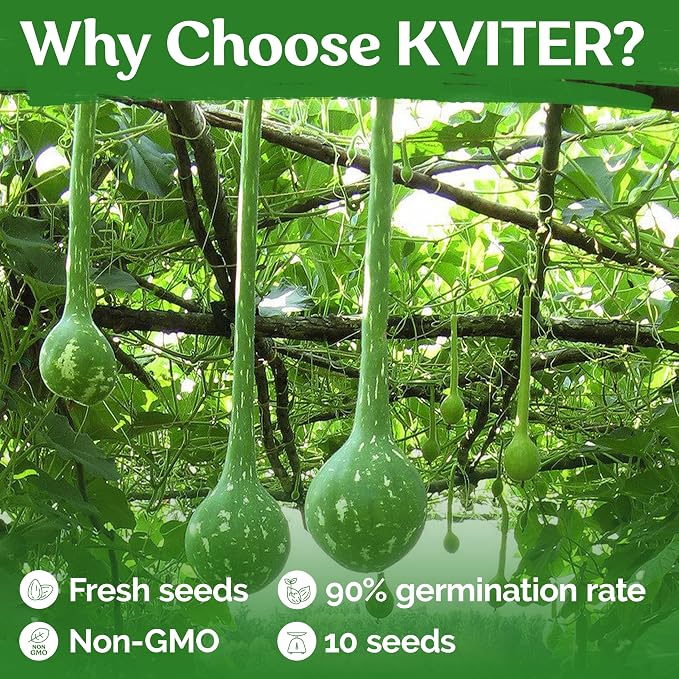 KVITER 10 Dipper Gourd Seeds – Long Handle Dipper Gourd, Heirloom Seeds Non GMO - Image 5