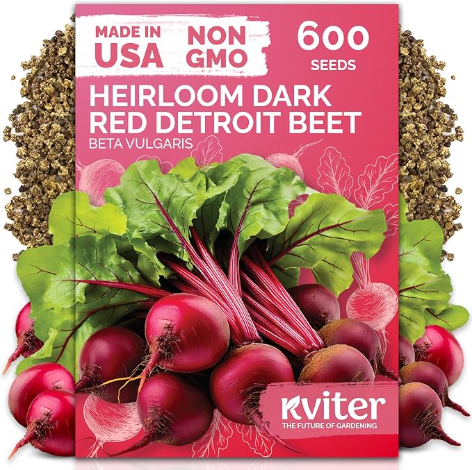 KVITER 600 Detroit Dark Red Beet Seeds by KVITER