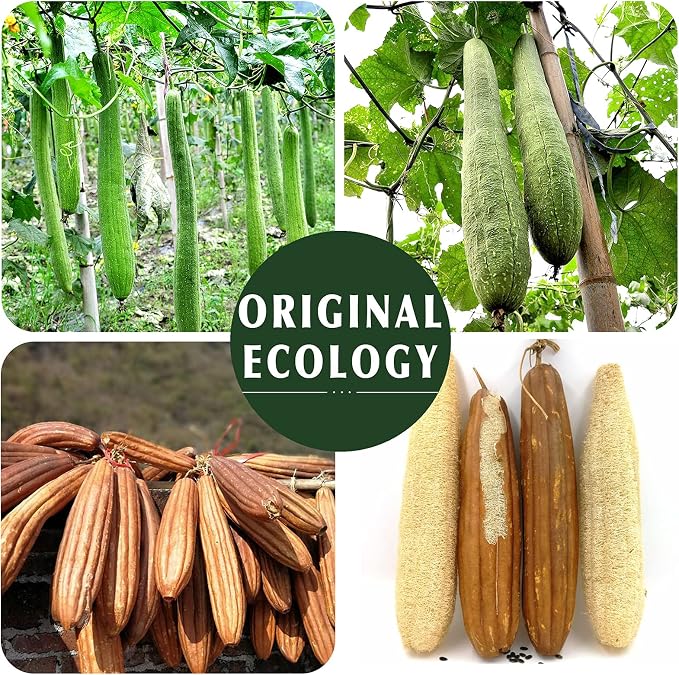YIQINGJIE Natural Loofah Sponge Exfoliating Body Scrubber, Made - Image 5