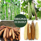 YIQINGJIE Natural Loofah Sponge Exfoliating Body Scrubber, Made - Image 5