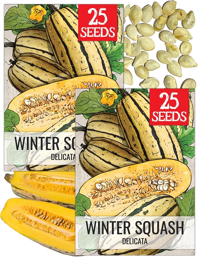 Seed Needs Winter Squash Seeds for Planting Delicata Squashes by SeedNeeds