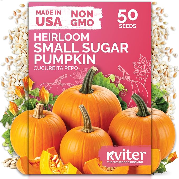 KVITER 50 Sugar Pumpkin Seeds Organic – Small Pumpkin Heirloom Seed, Sweet by KVITER