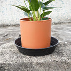 LWALRS 4 Packs 8 Inches Plant Saucer Drip Trays, Round Plastic Plant Pot - Image 4