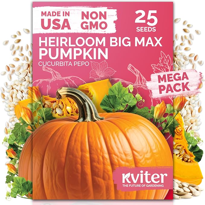 KVITER 25 Big Max Pumpkin Seeds by KVITER