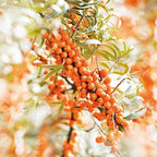 Weleda Sea Buckthorn Hand Cream, 1.7 Ounce - Image 7