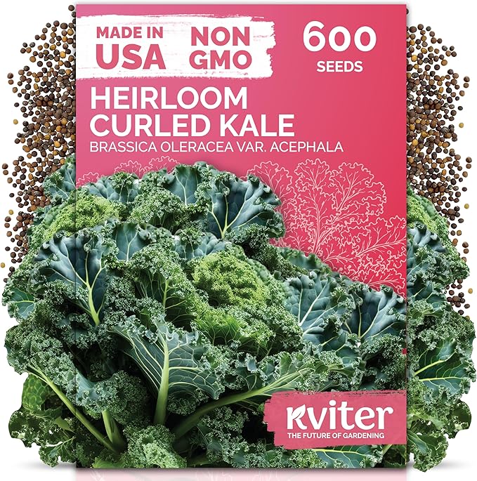 KVITER 600 Vates Blue Scotch Curly Kale Seeds – Curled Green Kale Seed Packets by KVITER