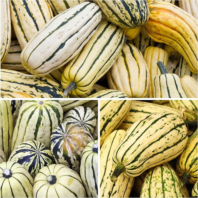 Seed Needs, Delicata Squash Seeds - Image 3