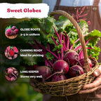 KVITER 600 Detroit Dark Red Beet Seeds - Image 4