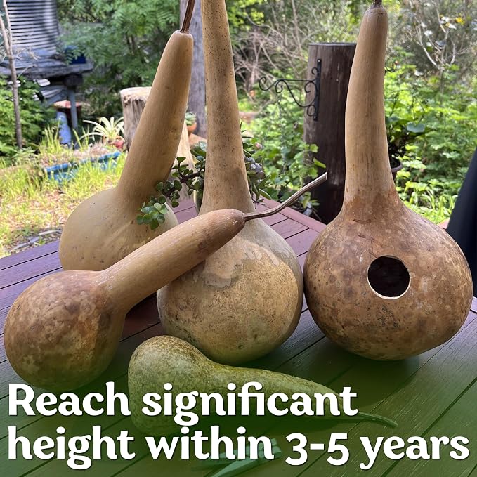 KVITER 10 Dipper Gourd Seeds – Long Handle Dipper Gourd, Heirloom Seeds Non GMO - Image 4