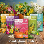 KVITER 100 Sweet Banana Pepper Seeds - Image 7