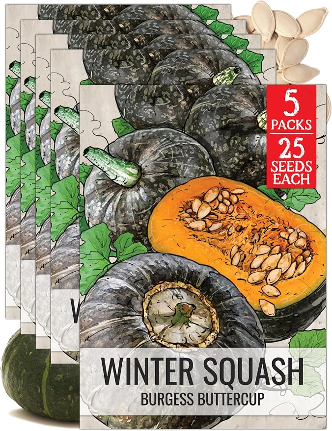 Seed Needs Winter Squash Seeds for Planting Burgess Buttercup Squashes by SeedNeeds