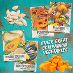 Seed Needs Luffa Seeds for Planting Loofah Sponge Gourds - Image 8