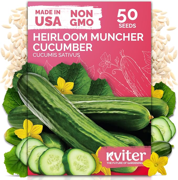 KVITER 50 Muncher Cucumber Seeds – Burpless & Seedless Cucumber Organic by KVITER