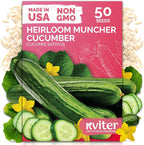 KVITER 50 Muncher Cucumber Seeds – Burpless & Seedless Cucumber Organic by KVITER