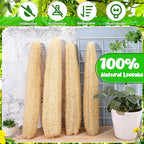 15.7-19.7 inches Natural Loofah Sponges Pack of 4 - Image 3