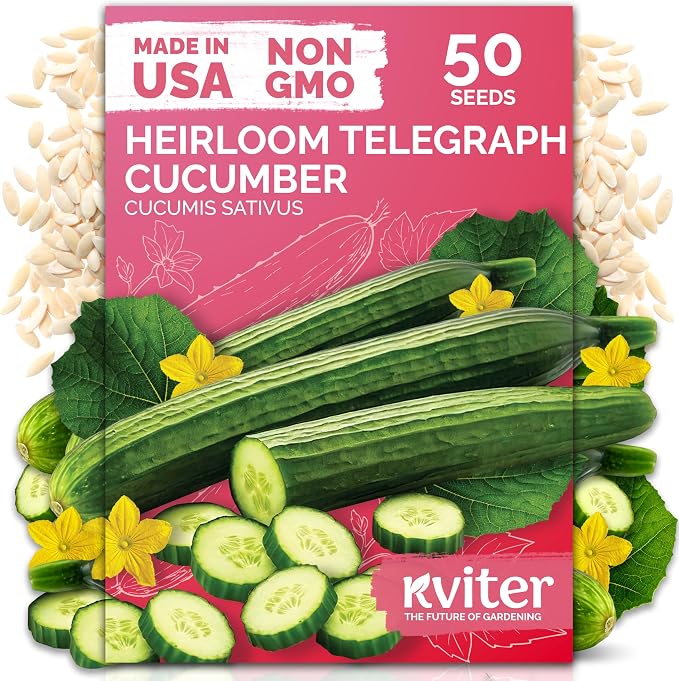 KVITER 50 English Telegraph Cucumber Seeds by KVITER