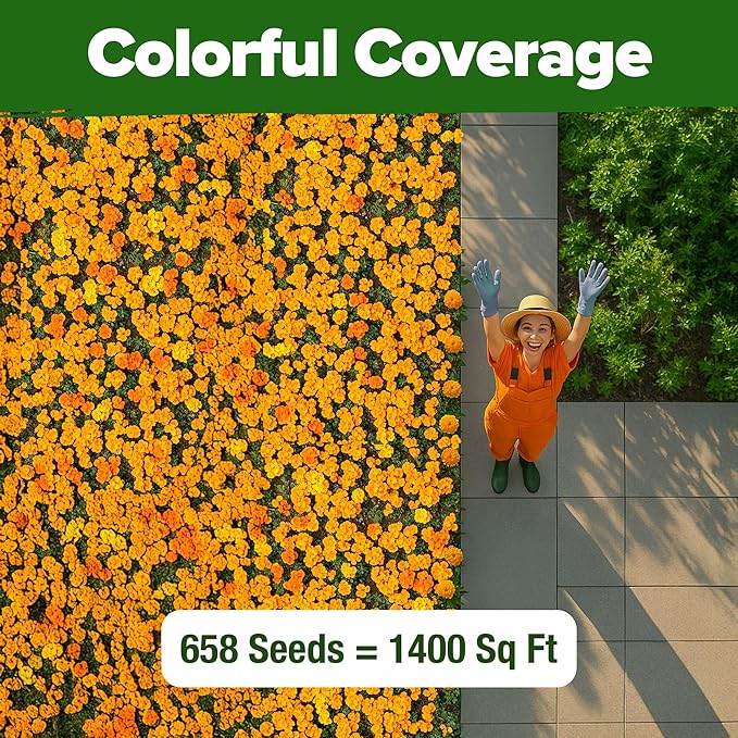 HOME GROWN Petite French Marigold Seeds 658 Flower Seeds - Image 6