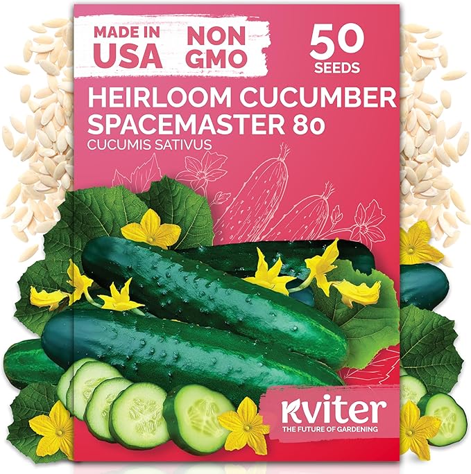 KVITER 50 Spacemaster 80 Cucumber Seeds by KVITER