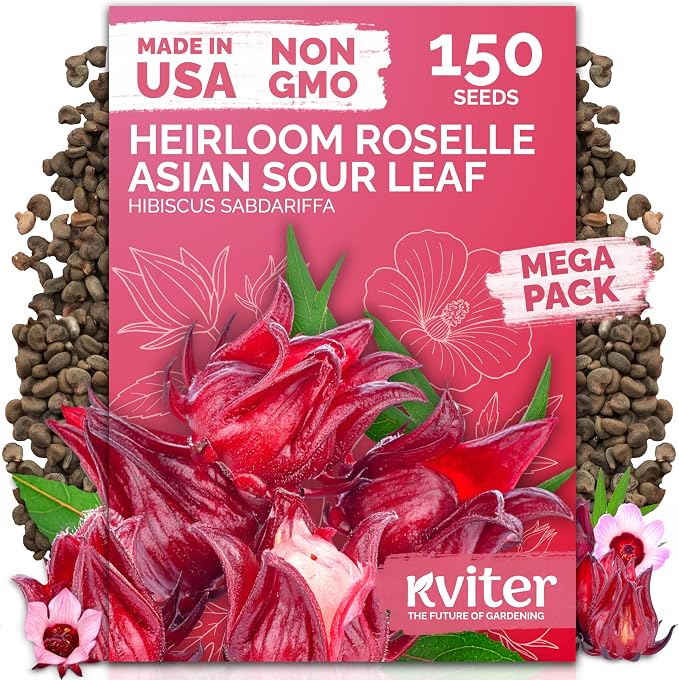 KVITER 150 Roselle Seeds for Planting – Jamaican Sorrel/Cranberry Hibisco by KVITER