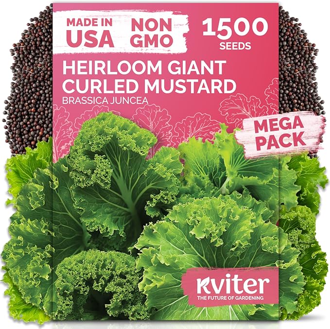 KVITER 1500 Southern Giant Curly Mustard Seeds – Non GMO Heirloom Fast Growing by KVITER