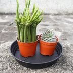 LWALRS 4 Packs 6 Inches Plant Saucer Drip Trays, Round Plastic Plant Pot - Image 5