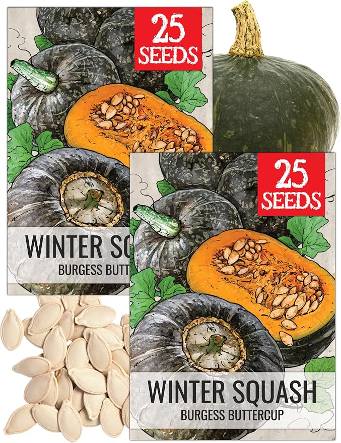Seed Needs Winter Squash Seeds for Planting Burgess Buttercup Squashes by SeedNeeds