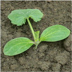 Seed Needs Black Beauty Squash Seeds - Image 6