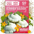 KVITER 50 White Patty Pan Squash Seeds – Scallops Bush Summer Squash Seed by KVITER