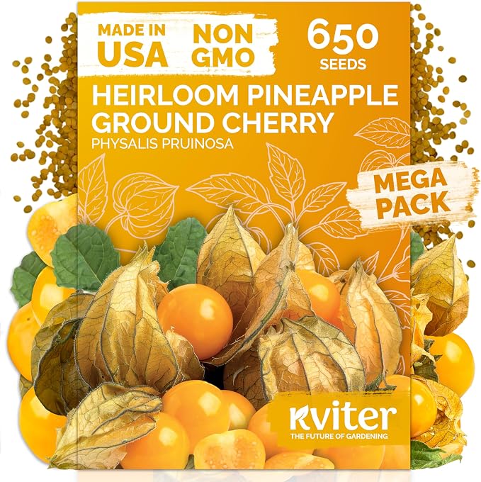KVITER 650 Aunt Molly Ground Cherry Seeds by KVITER