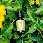 Edens Garden Lemon Around The World Essential Oil- 100% Pure Premium Grade - Image 2