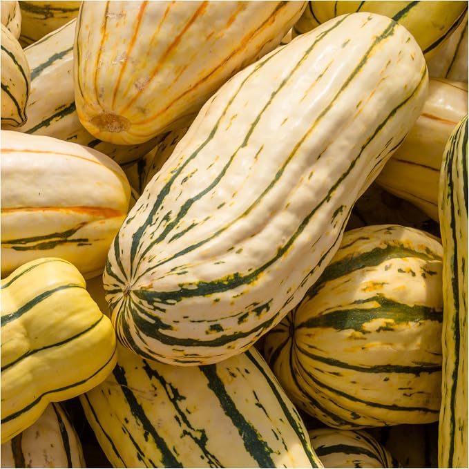 Seed Needs, Delicata Squash Seeds - Image 7