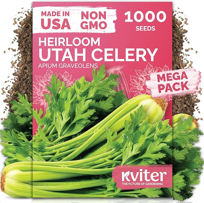 KVITER 1000 Tall Utah Celery Seeds – Celery Seed Packets Home Grown – Non GMO by KVITER