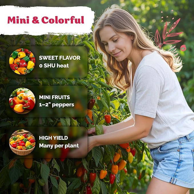 KVITER 50 Mix Sweet Mini Peppers Seeds – Mini Sweet Peppers Seed Packets Bell - Image 4