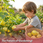 KVITER 75 Lemon Cucumber Seeds - Image 8