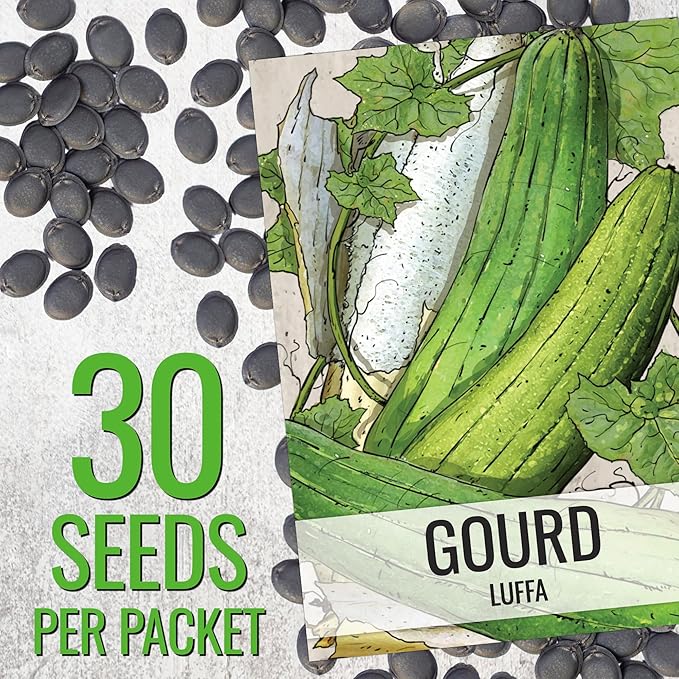Seed Needs Luffa Seeds for Planting Loofah Sponge Gourds - Image 3