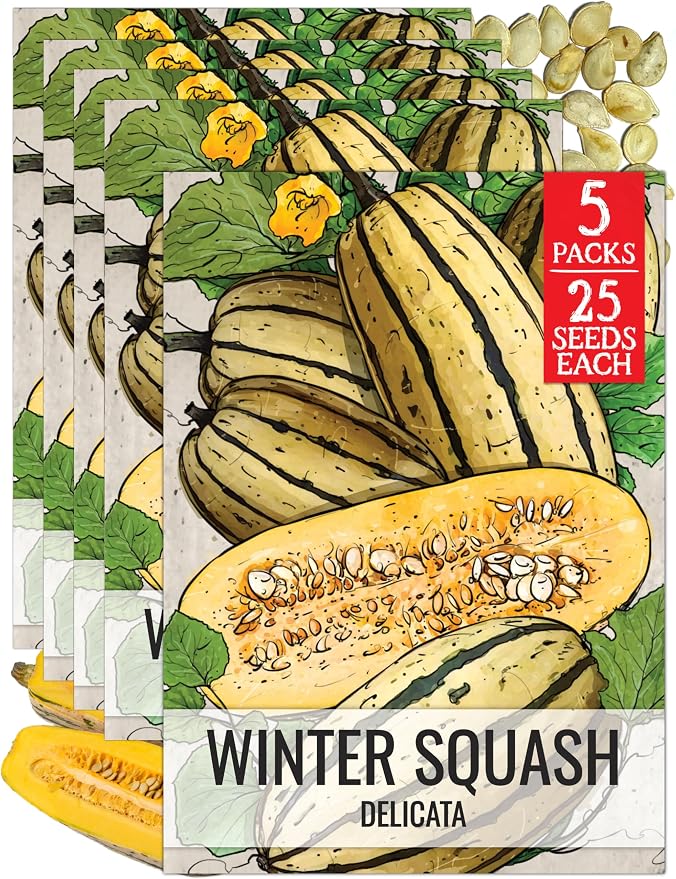 Seed Needs Winter Squash Seeds for Planting Delicata Squashes by SeedNeeds